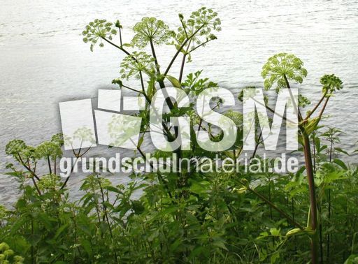 Riesen-Bärenklau-1.jpg